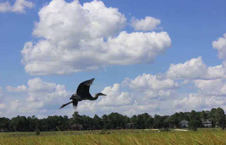 Coastal Marsh Tour