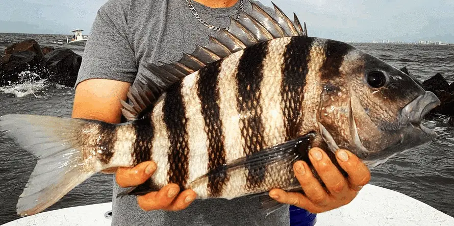 4 Hour Half Day Charter