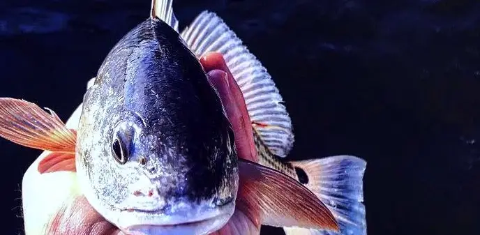 Five Hour Fishing Charter