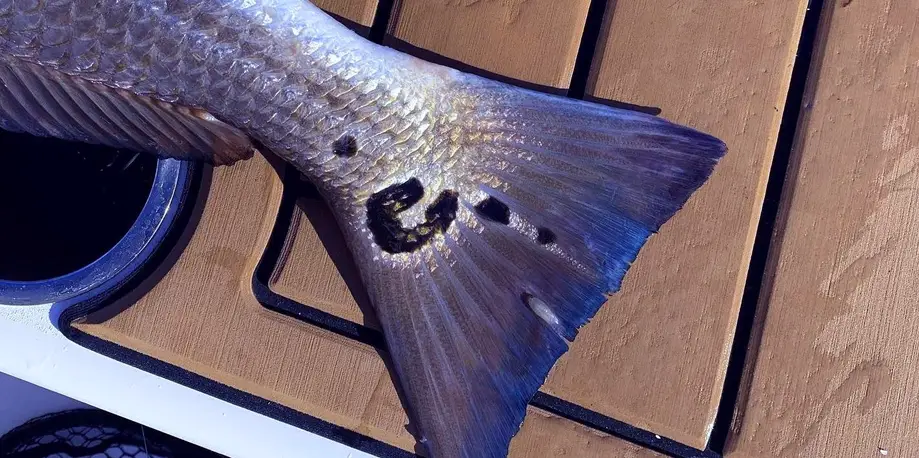 Seven Hour Fishing Charter