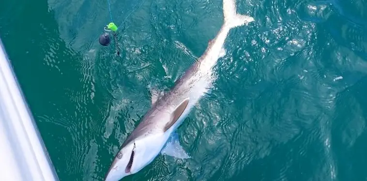 3HR SHARK TRIP - AFTERNOON