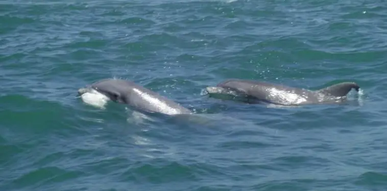 Dolphin Watch - North Myrtle Beach