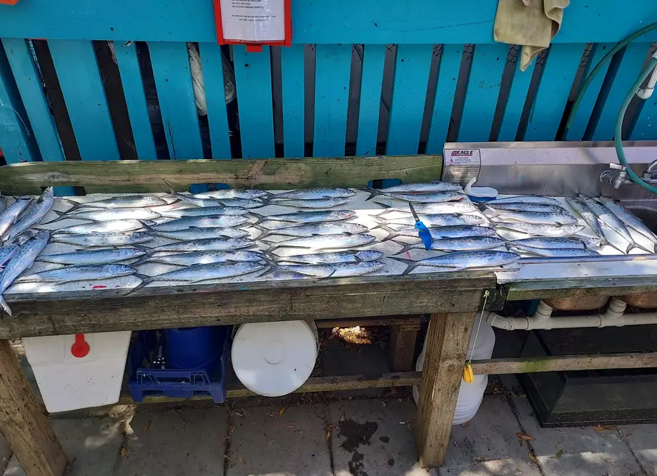 3 HR FISHING -AFTERNOON