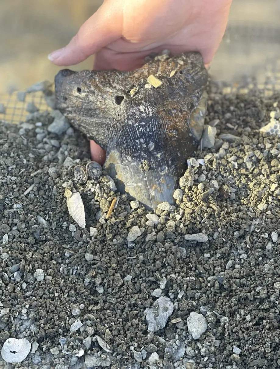 Great White Premium Dig