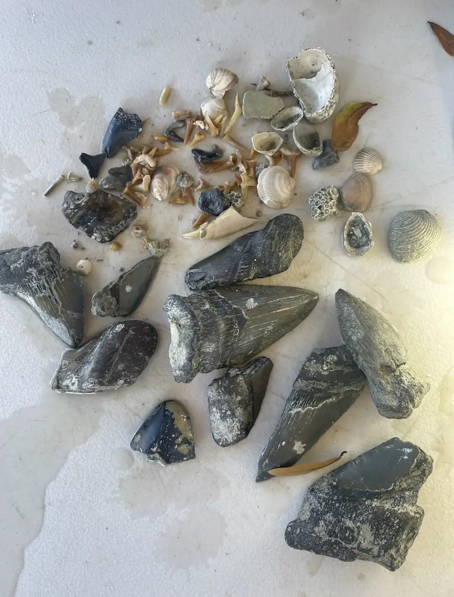 Bull Shark Standard Dig