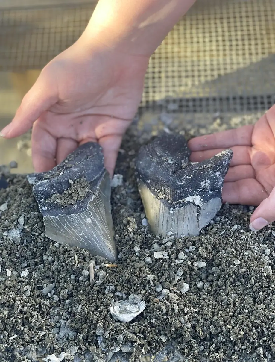 Bull Shark Premium Dig