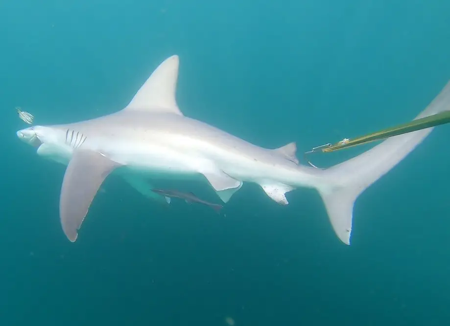 Fish Finder 1 Shark Fishing Charters