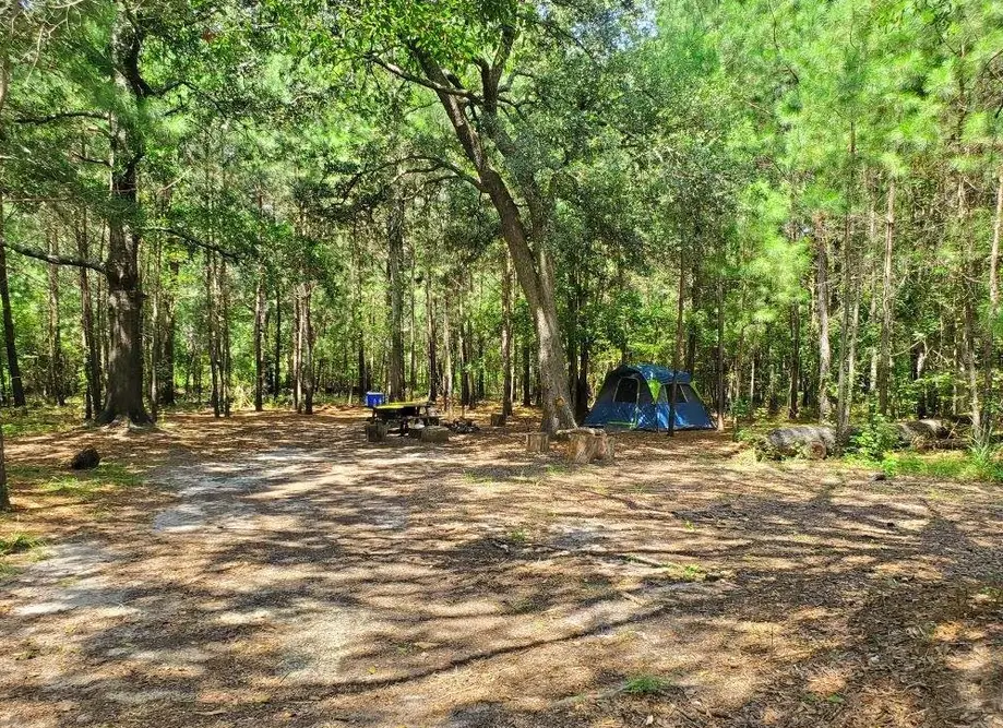 Wooded Campsite #3