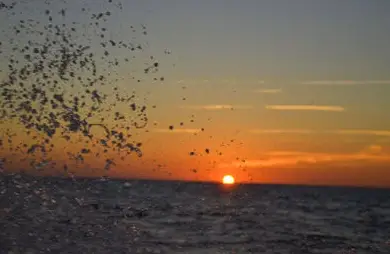 'Side Kick' Sunset Cruise