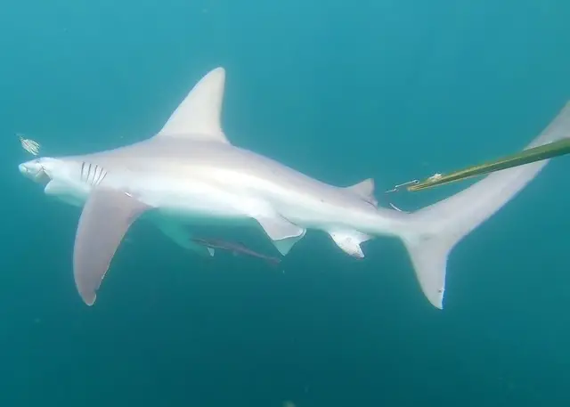 Fish Finder 3 Shark Fishing Charters