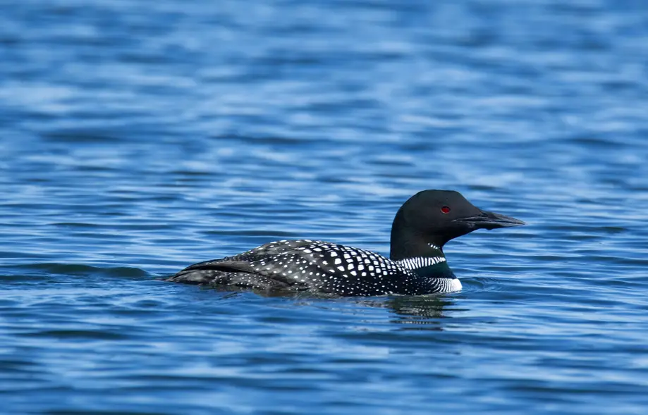 Lake Murray Loon Tour