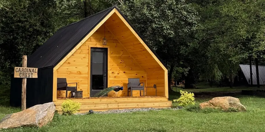 Animal Encounter: Three Animals